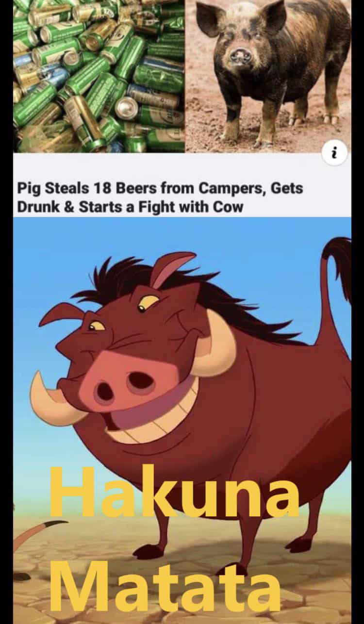 How bout them hogs?